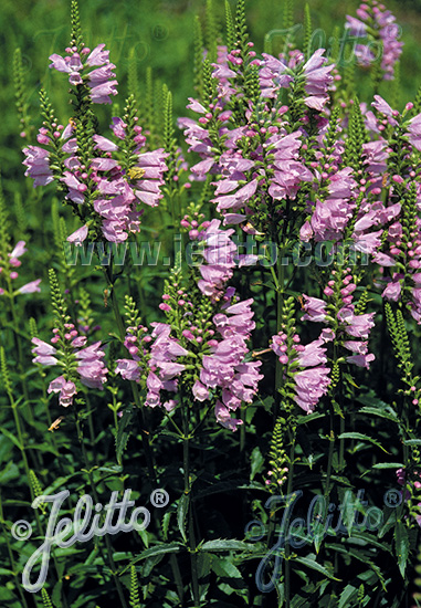 PHYSOSTEGIA virginiana, Fizostégia virgínska Rosea  cca.20 semien